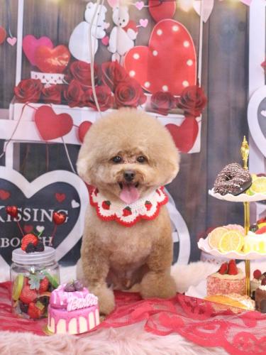 20250208ピノくん